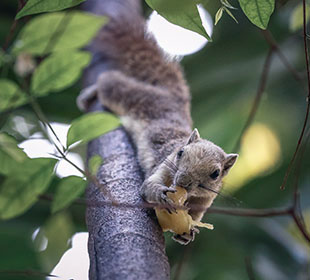 轰炸电话网页版
