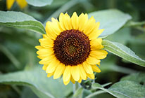 在线短信验证码接收