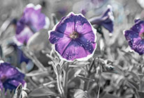 批发直销的网络电话呼叫软件免费版