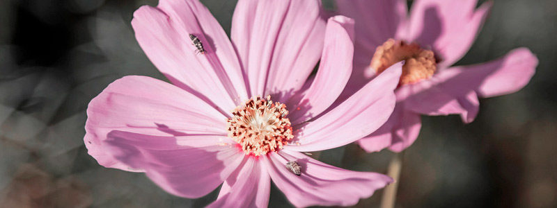 安卓短信轰炸机