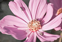 自动化运维的虚拟号码外呼软件