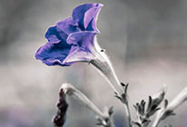 骚扰短信呼叫软件